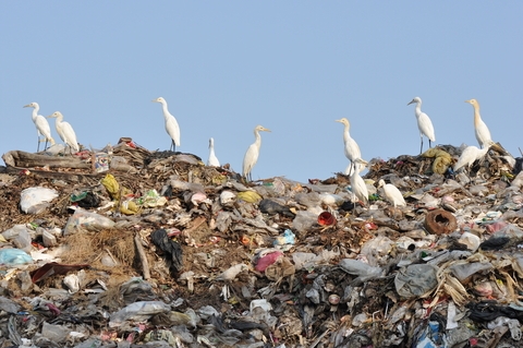 Egrets in a Landfill