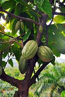 Cacao Pods on Tree