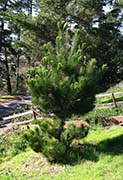 Author's Monterey Pine Tree