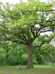 Bicentennial Oak Tree in Bob Woodruff Park Plano, Texas
