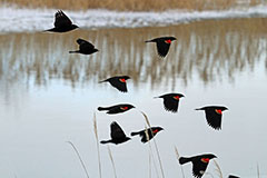 Red-winged Blackbirds in Flight - Photo: Mike Guyant, USFWS