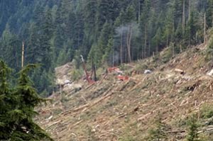 Forest Clear Cut Logging Operation in Progress
