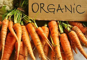 Bunch of Organic Carrots