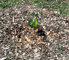 Newly Planted Avocado Seedling in Author's Backyard