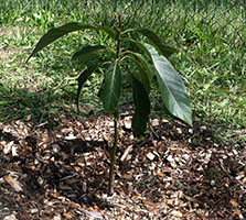 Tiny Avocado Tree in Author's Backyard
