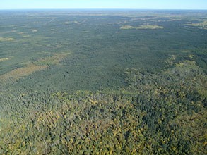 Boreal Forest in Albert, Canada - Photo: Ken Ilgunas