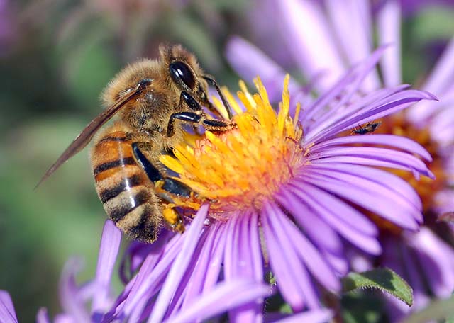 European Honey Bee Extracting Nectar from Purple Flower and Collecting Pollen