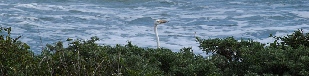 green-groundswell-egret-sticking-head-above-bushes-with-ocean-background