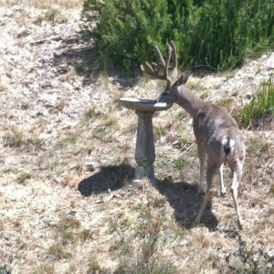 A California Mule Deer Buck Drinking from Our Birdbath