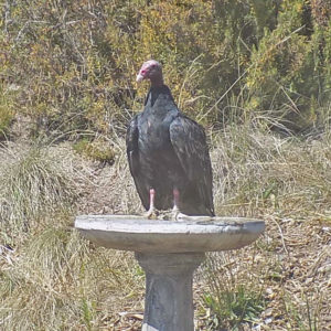 A Turkey Vulture Perched on the Edge of Our Birdbath