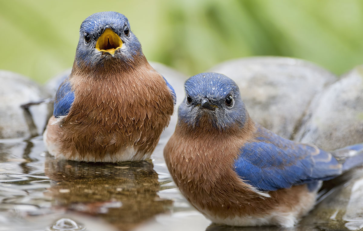 Eastern Bluebirds in Birdbath
