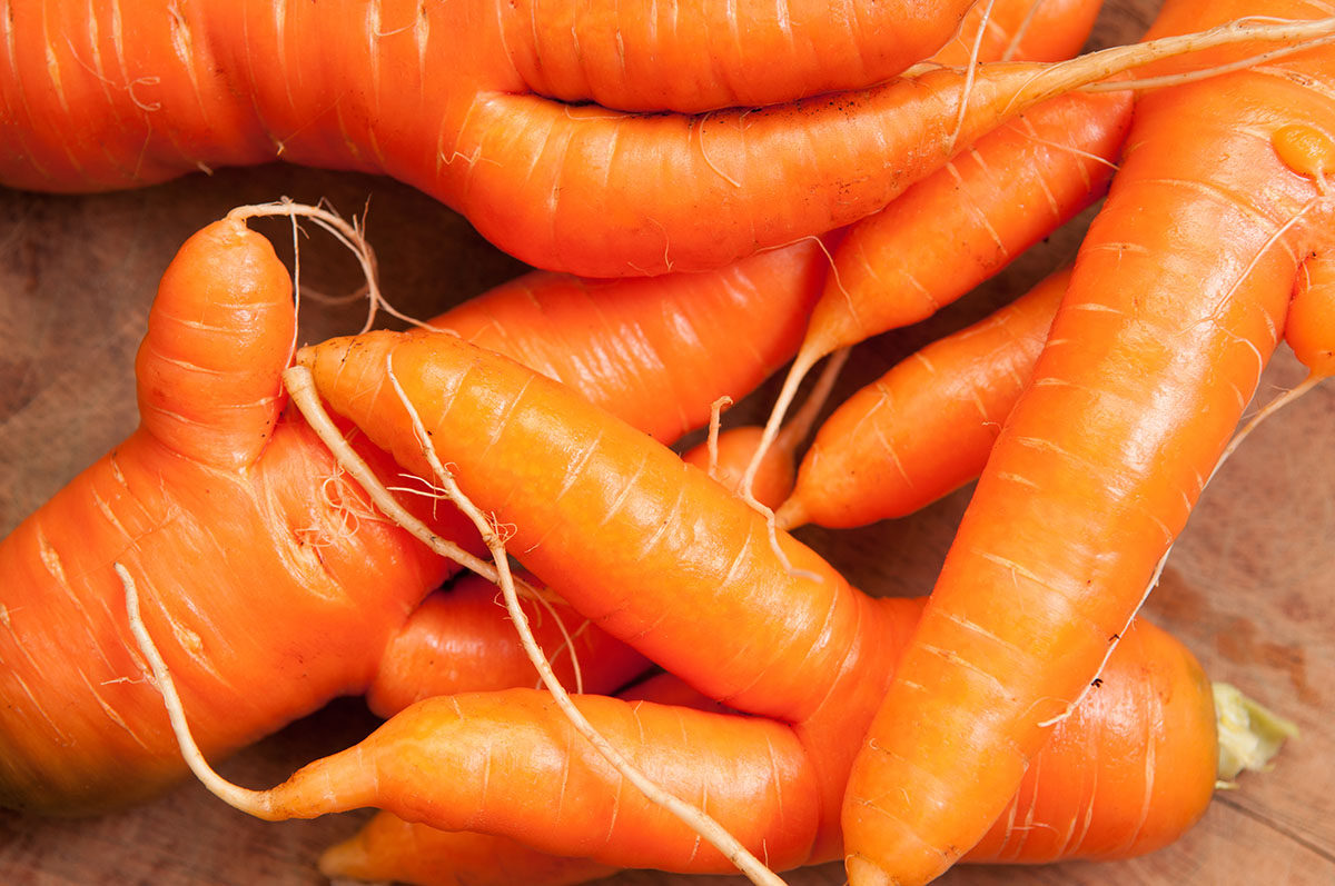Pile of Raw Ugly Carrots