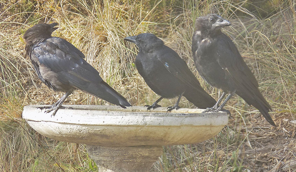 Three Crows Getting a Drink at Our Birdbath