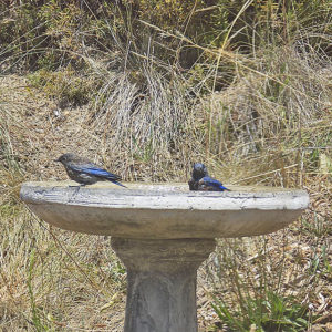 Two Blue Feathered Birds Taking a Bath in Our Birdbath
