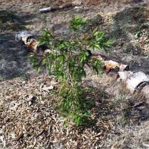 Big Sur Coast Redwood Tree Planted in 2016