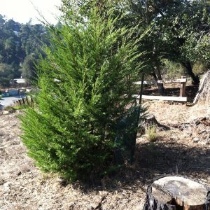 Cypress Tree Planted December 2014 as it Looks in December 2017