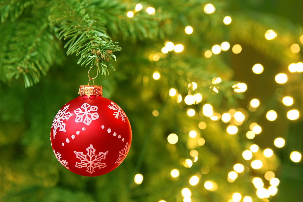 Environmentally Friendly Christmas Tree Tradition