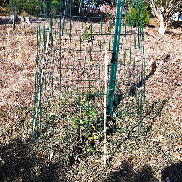 Slender Toyon within Deer Fence Planted December 2017
