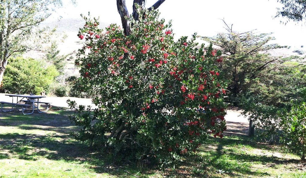 Toyon with Ripe Red Berries at El Chorro Regional Park Campground