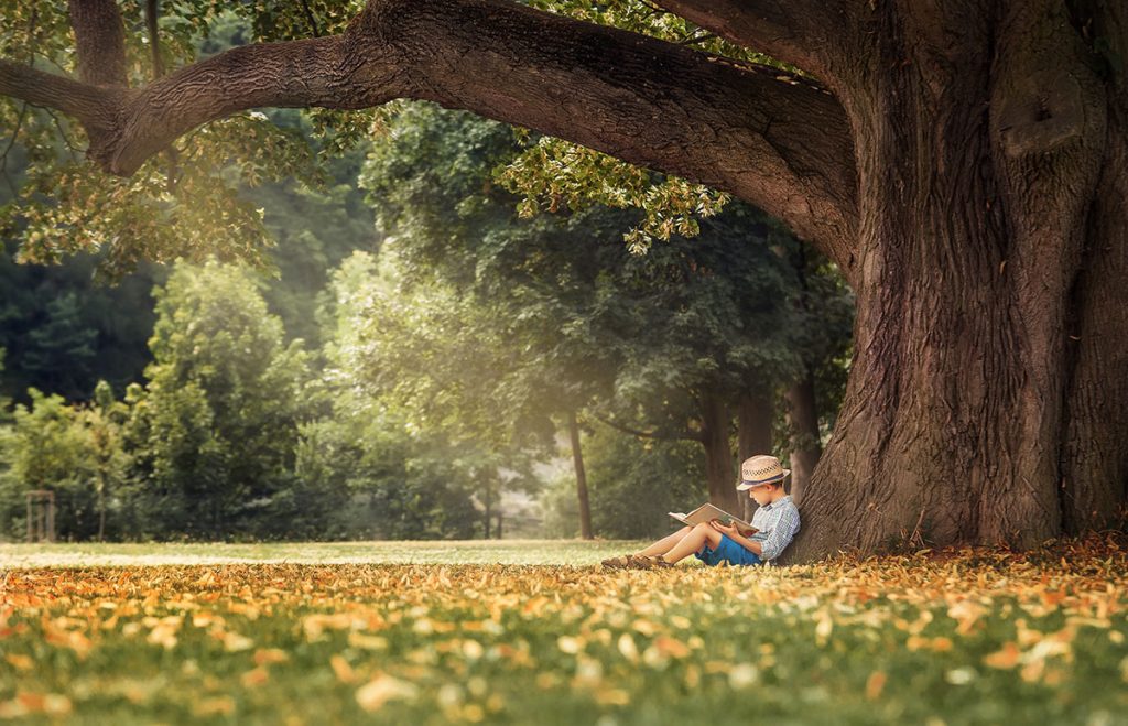 Boy Sitting Beneath a Big Linden Tree Reading a Book