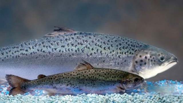 Genetically Engineered AquAdvantage Salmon Compared to Atlantic Salmon