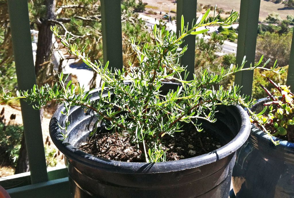 8-Month Old California Buckwheat I Grew from a Seed