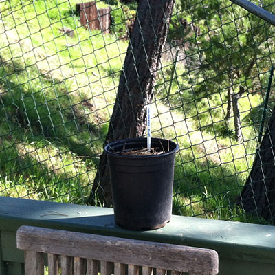 Monterey Pine Seed Planted in Pot Sitting in Front of Mother Tree
