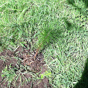 Monterey Pine Seedling 13 Planted
