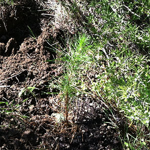 Monterey Pine Seedling 19 Planted