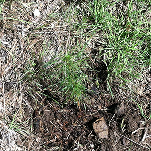 Monterey Pine Seedling 3 Planted