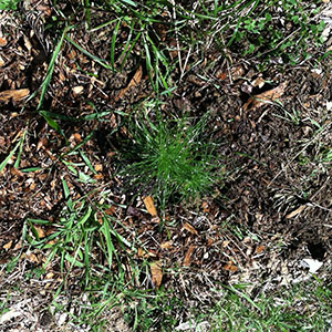Monterey Pine Seedling 7 Planted