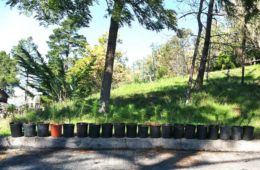 Twenty Monterey Pine Tree Seedlings in Pots Prior to Planting
