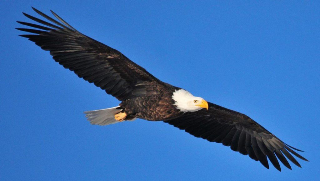 Bald Eagle in Flight at Seedskadee National Wildlife Refuge