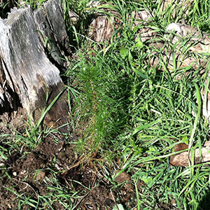 Monterey Pine Seedling 10 Planted - January 27, 2019