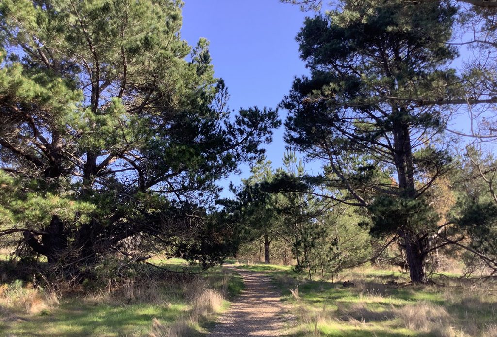Path through Monterey Pine Trees on Fiscalini Ranch in Cambria, CA on