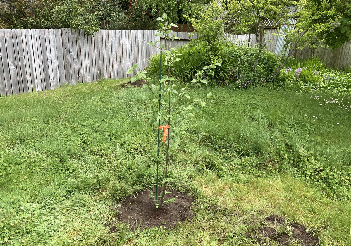 Red Alder Tree Sapling Planted 2022-05-01